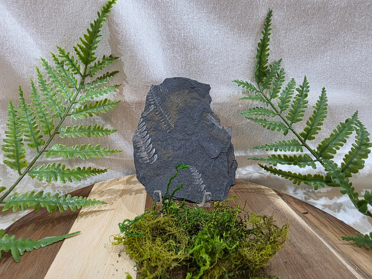 Pecopteris Fossil