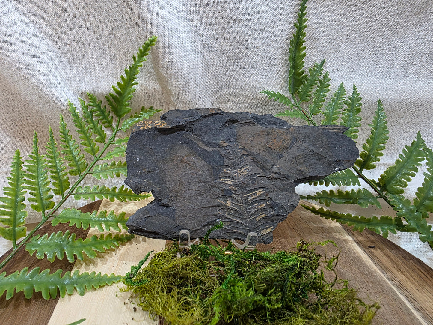 Pecopteris Fossil