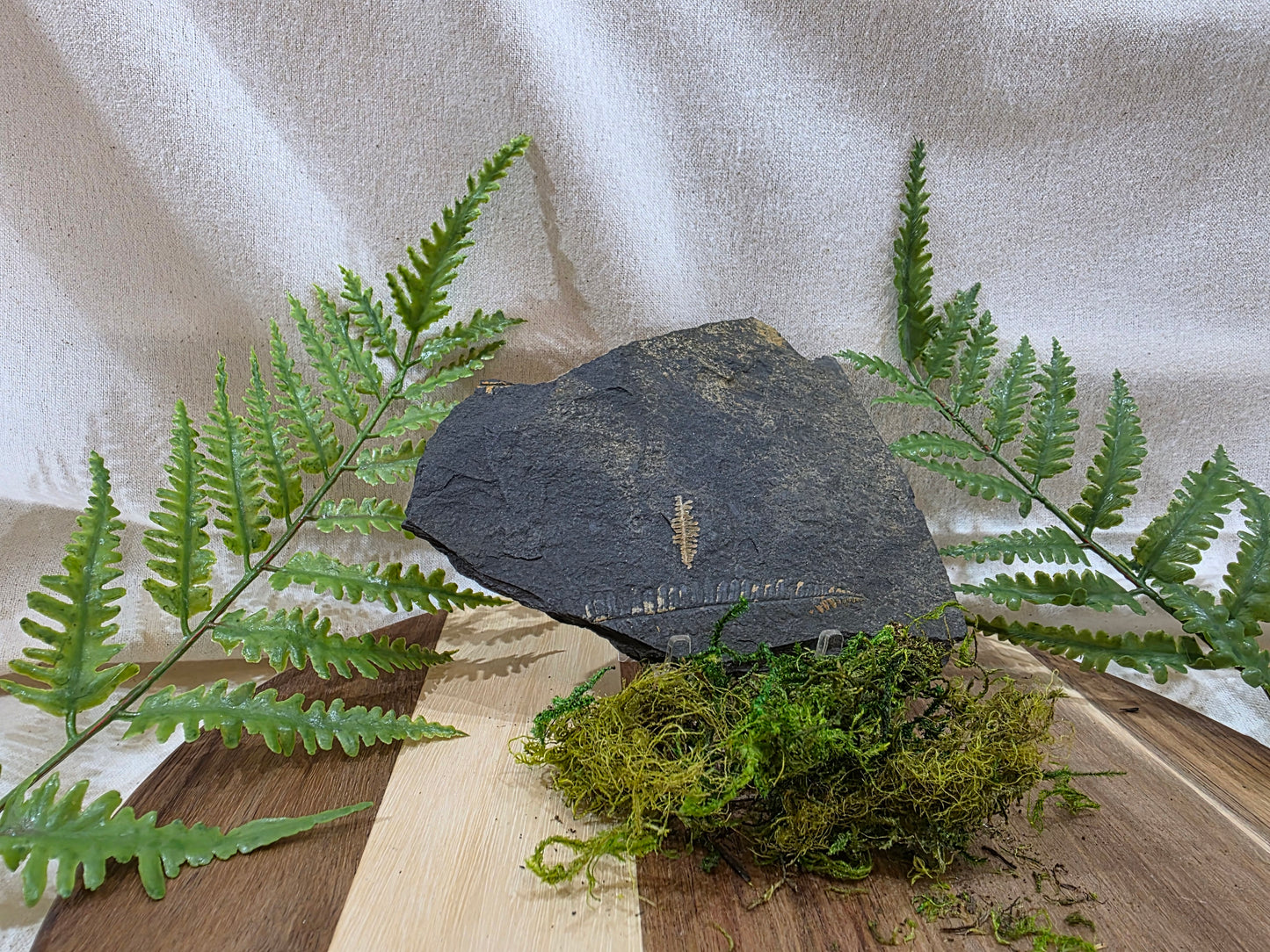Pecopteris Fossil