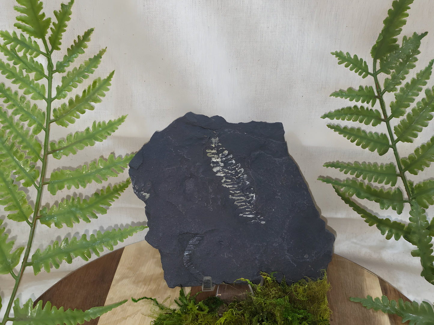 Pecopteris Fossil