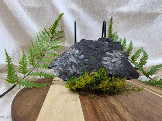 Neuropteris Fossil