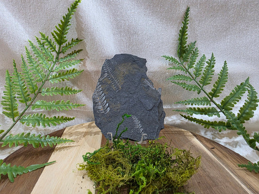 Pecopteris Fossil