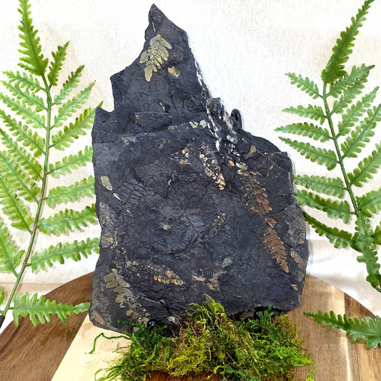 Pecopteris Fossil