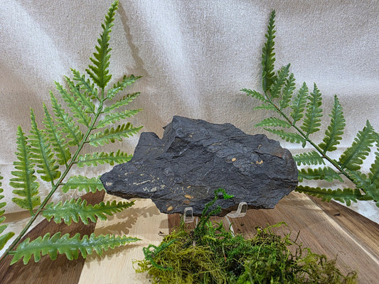 Pecopteris Fossil