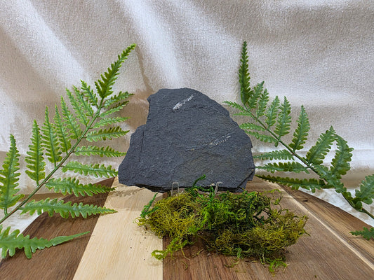 Pecopteris Fossil