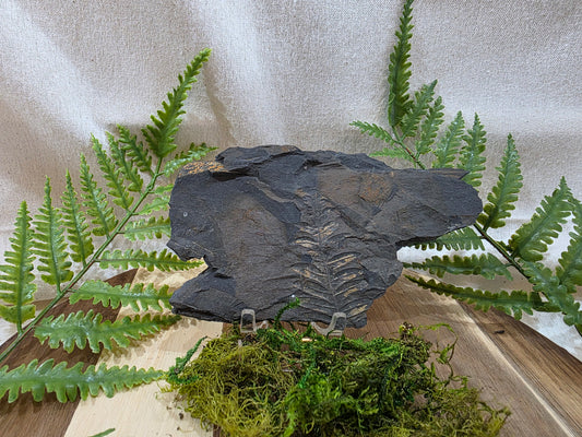 Pecopteris Fossil