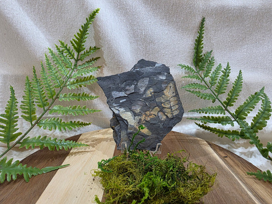 Pecopteris Fossil