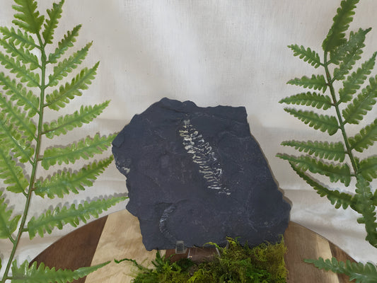 Pecopteris Fossil