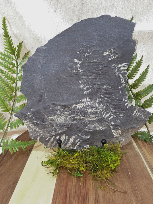 Pecopteris Fossil