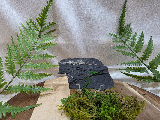 Pecopteris Fossil