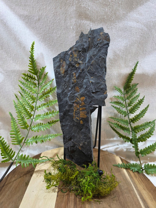 Microneuropteris Fossil