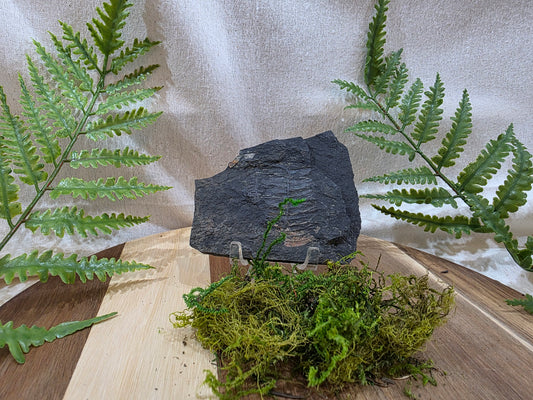Pecopteris Fossil